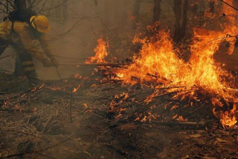 El modelo forestal desde Pinochet: la chispa detrás de los incendios en Chile