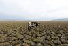 Una vaca se posa en tierras que solían estar llenas de agua, en la laguna Aculeo, en Paine, Chile, 14 de mayo de 2018.