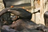 Bonobo, chimpancé pigmeo (&quot;Pan paniscus&quot;), tumbado boca arriba masturbándose