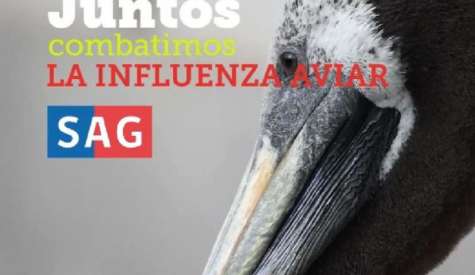 SAG confirma plantel industrial positivo a influenza aviar en la Región Metropolitana